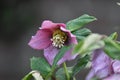 Blooming Lenten rose (Helleborus orientalis)