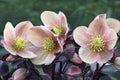 Lenten rose flowers