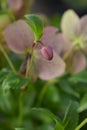 Lenten rose Viv Victoria