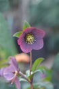 Lenten rose Viv Victoria