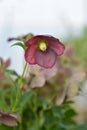 Lenten rose Viv Victoria