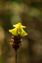 Lentibulariaceae Is an insectivorous plant.