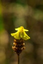 Lentibulariaceae Is an insectivorous plant.