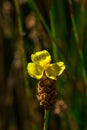 Lentibulariaceae Is an insectivorous plant.