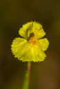 Lentibulariaceae Is an insectivorous plant.