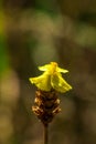 Lentibulariaceae Is an insectivorous plant.