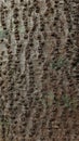 Lenticels on the bark of big tree Royalty Free Stock Photo
