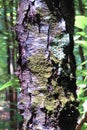 Lenticels and moss on dark tree bark Royalty Free Stock Photo