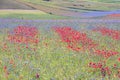 The lentil flowering in Castelluccio di Norcia. Thousands of colors