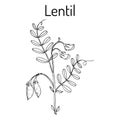 Lentil Lens culinaris