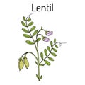 Lentil Lens culinaris