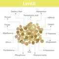 Lentil nutrient of facts and health benefits, info graphic