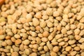 Lentil Pardina, variety of legumes