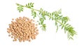 lentil plant with dried green seed or Lens culinaris or Lens esculenta. With flowers isolated.