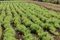 Rows of lentil plants