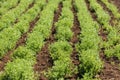 Rows of lentil plants