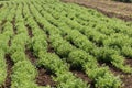 Rows of lentil plants