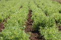 Rows of lentil plants