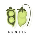 Lentil Pod, Infographic Illustration With Realistic Pod-Bearing Legumes Plant And Its Name