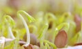 Lentil seeds sprouting