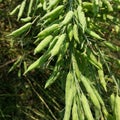 Lentil, small annual legume of the pea family and its nutritious edible seed.