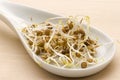 Lentil sprouts. Royalty Free Stock Photo