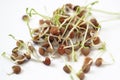 Lentil Sprouts Royalty Free Stock Photo