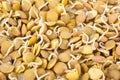 Lentil sprouts Royalty Free Stock Photo