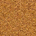 Lentil Yellow Evenly Layer Background.