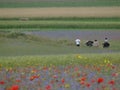 Castelluccio Norcia