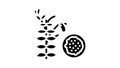 lentils groat glyph icon animation