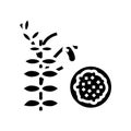 lentils groat glyph icon vector illustration