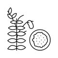 lentils groat line icon vector illustration