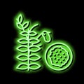 lentils groat neon glow icon illustration