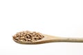 Lentils in a spoon, close up, white background