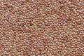 Lentils or whole Sabut Masoor dal, closeup Royalty Free Stock Photo