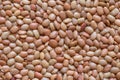 Lentils or whole Sabut Masoor dal, closeup Royalty Free Stock Photo