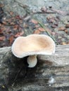 Lentinus