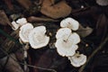 Lentinus sajor-caju fungi White Rot Fungus growing on decaying log in rainforest.