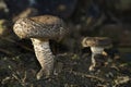 Lentinus tigrinus, morgan panus tigrinus mushroom in the woods Royalty Free Stock Photo