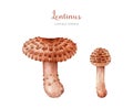 Lentinus tigrinus mushroom image set. Watercolor painted illustration. Fresh natural medicinal mushroom element