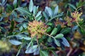 The lentisk tree (Pistacia lentiscus) with flowers