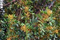 The lentisk tree (Pistacia lentiscus) with flowers