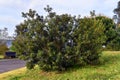 The lentisk tree (Pistacia lentiscus) in a public garden