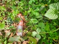 Waste left in the green at the edge of the forest.