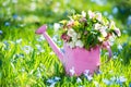 Hellebores flowers in a pink watering can Royalty Free Stock Photo