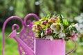 Hellebores flowers in a pink watering can