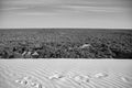 LenÃÂ§ois Maranhenses, Barreirinhas, MaranhÃÂ£o, Brazil - dunes, mangrove, forest and blue sky