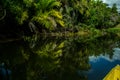 Marimbus wetland, in Chapada Diamantina Royalty Free Stock Photo