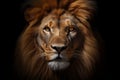 Kenya animal predator face dark big view lion power cat close portrait africa wild nature Royalty Free Stock Photo